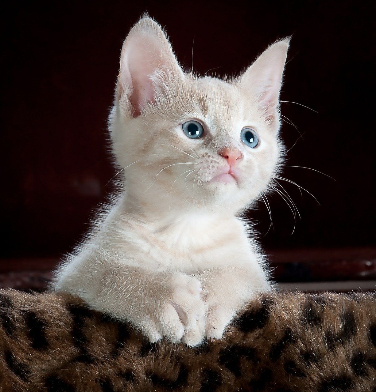 Waar moet u rekening mee houden voordat je een kitten in huis neemt?